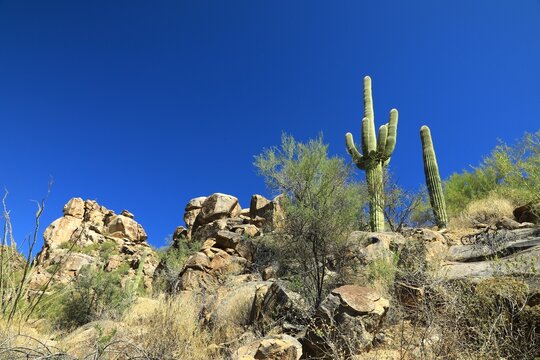 Arid southwest desert - Saguaro Cactus (Carnegiea gigantea)
