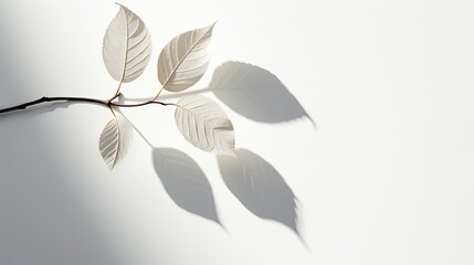 sunlight shadow leaves background