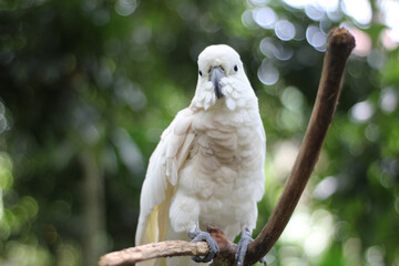 The chef's cockatoo is also known as the yellow-crested cockatoo, and belongs to the type of...