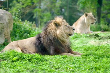 Naklejka premium Lion and lioness lying on the field