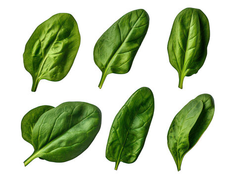 Set of spinach isolated on transparent background, transparency image, removed background