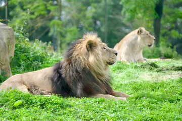 Lion and lioness lying on the field