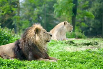 Lion and lioness lying on the field
