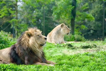 Lion and lioness lying on the field