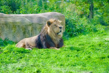 A lion lying on the field