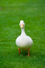Coy Duck walking on the field