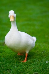 Coy Duck walking on the field