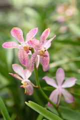 Obraz na płótnie Canvas Beautiful orchid flowers decorate the tropical garden