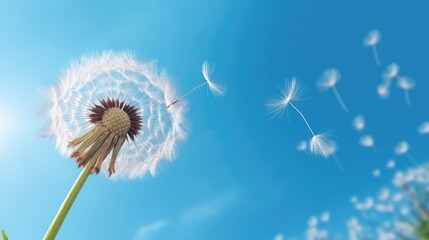 Fototapeta premium Dandelion With Sky Blue Flying Seeds