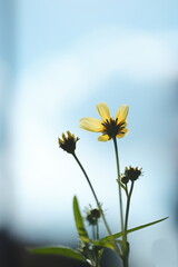 空に向かって咲くキバナコスモス