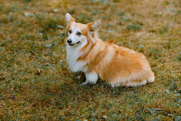 Corgi on the grass