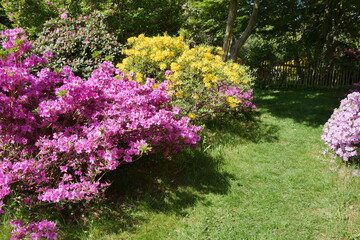 Rhododendrongarten und Azaleengarten im Schlossgarten Schloss Königshain