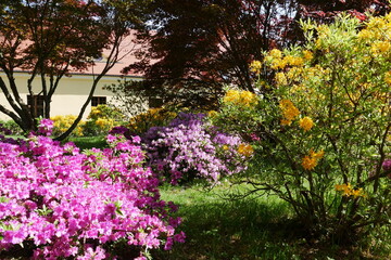 Rhododendrongarten im Schlosspark Schloss Königshain