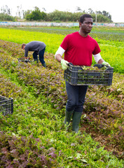 Male farmer peeling and collects red mizuna in a box on the plantation