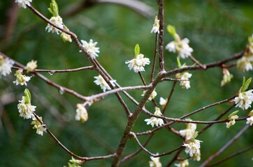 Gentle spring 
