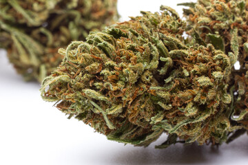 Cannabis flower macro isolated on white background
