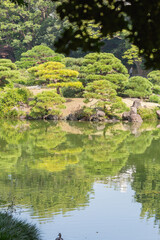 Fototapeta premium green pine trees reflected on the water surface of pond in kiyosumi japanese park in tokyo