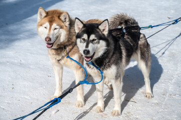 Siberian Husky dogs in winter season of Siberia, Russia. 