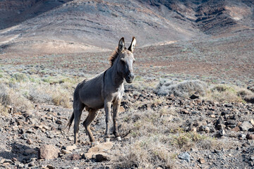 Grey donkey and rocky volcanic landscape of south part of Fuerteventura island, farming on Canary...
