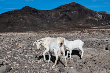 Mountains goat on rocky volcanic hillsides, Fuerteventura, Canary islands, Spain in winter