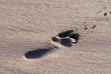 Footsteps on sandy beach on sunset lights