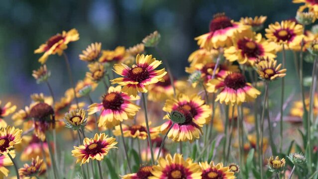 Wildflowers on a Breezy Morning 4K UHD. Low angle shot of Sundance flowers in a meadow.  This flower is also known as Fire Wheel flower, and Indian Blanket flower. 4K, UHD.
