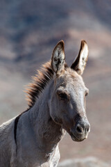Grey donkey and rocky volcanic landscape of south part of Fuerteventura island, farming on Canary islands, Spain