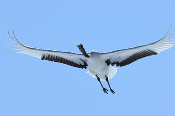 beautiful Japanese crane in flight, Kushiro in hokkaido, Japan © shuttered