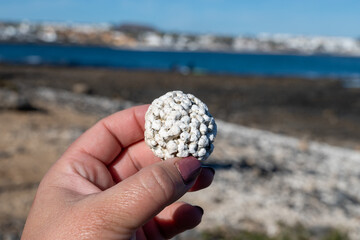 White popcorn shaped white corals beach in Corralejo, Fuerteventura, Canary islands, Spain, travel destination