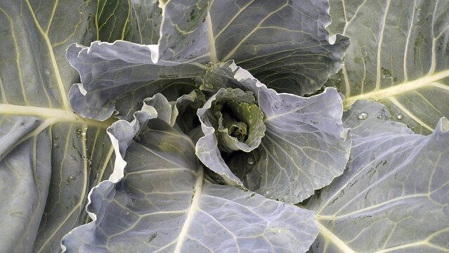 Primer plano de una planta-hojas de repollo en la huerta 