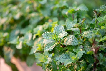 Pepper mint leaves in the garden. Close-up. Selective focus. © Champ