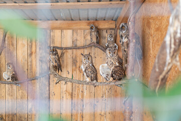 owls in wooden cage in animal shelter in lviv