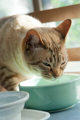 Australian Mist cat drinking water in a bowl