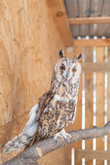 owls in wooden cage in animal shelter in lviv