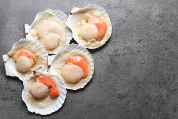 Many fresh raw scallops in shells on grey table, flat lay. Space for text
