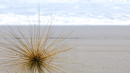 Spinifex grass seed head. also called running grass, rolling grass, or wind gras. it has sharp...