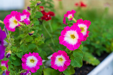 A bunch of pink and white flowers with yellow centers