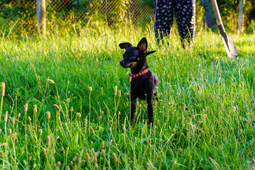 A small black dog is standing in a field of grass