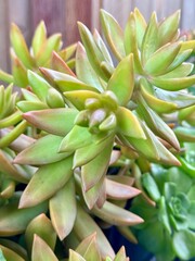 stonecrop succulent