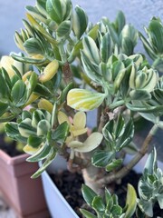 jade plant
