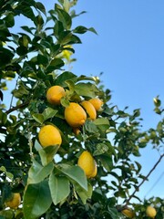 orange tree with fruits