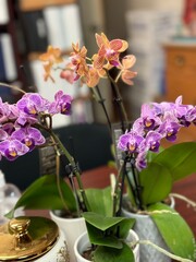 moth orchids