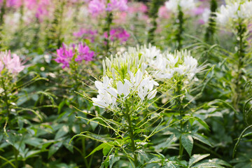 Cleome spinosa flower in the park