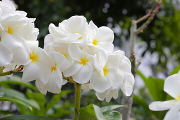 Plumeria or frangipani flower. Tropical tree