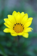 可愛いガザニア