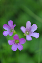 咲き誇るムラサキカタバミ