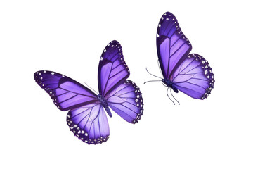 Butterflies fluttering on the white or transparent background. Nature concept.