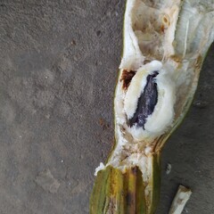 I found a fruit with flesh that was white and fluffy like cotton