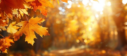 Naklejka na ściany i meble Autumn orange banner with blurred maple leaves in beautiful fall seasonal background