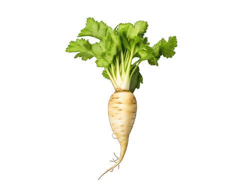 Parsnip isolated on transparent background, transparency image, removed background